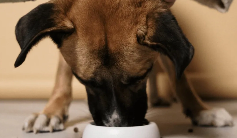 長毛犬飲食 長毛犬飲食