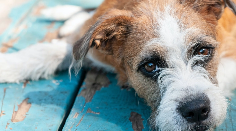 狗狗長毛吃什麼