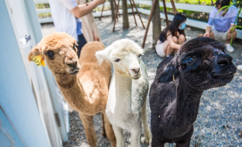 宜蘭帶狗農場 宜蘭帶狗農場