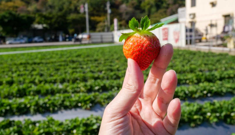 採草莓推薦