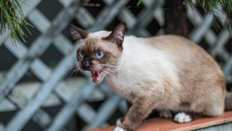 暹羅貓變色原因