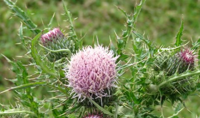 雞角刺功效 雞角刺功效