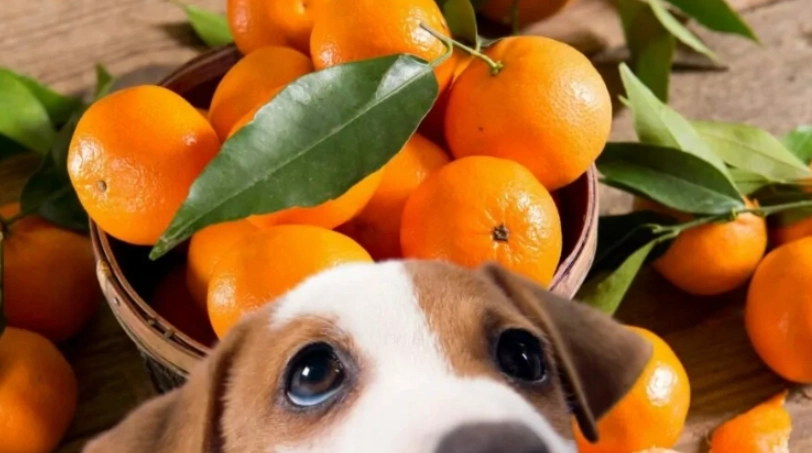 狗狗吃橘子安全嗎 狗狗吃橘子安全嗎