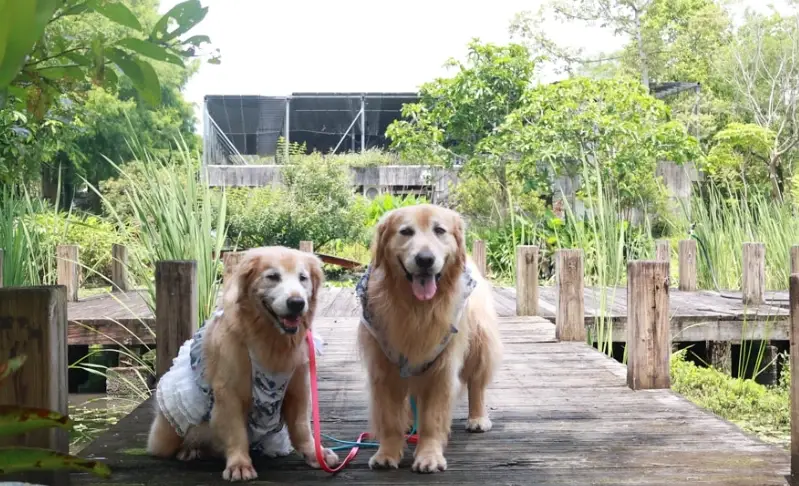 帶毛小孩放風去！精選宜蘭寵物友善農場全攻略