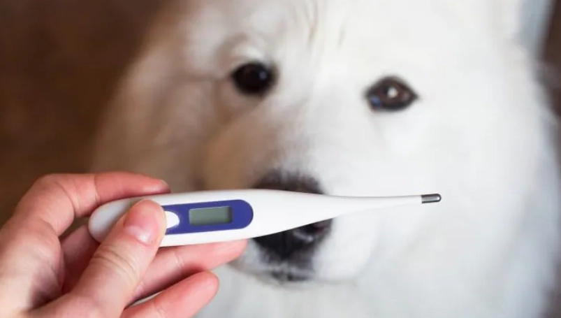 狗狗發燒幾度