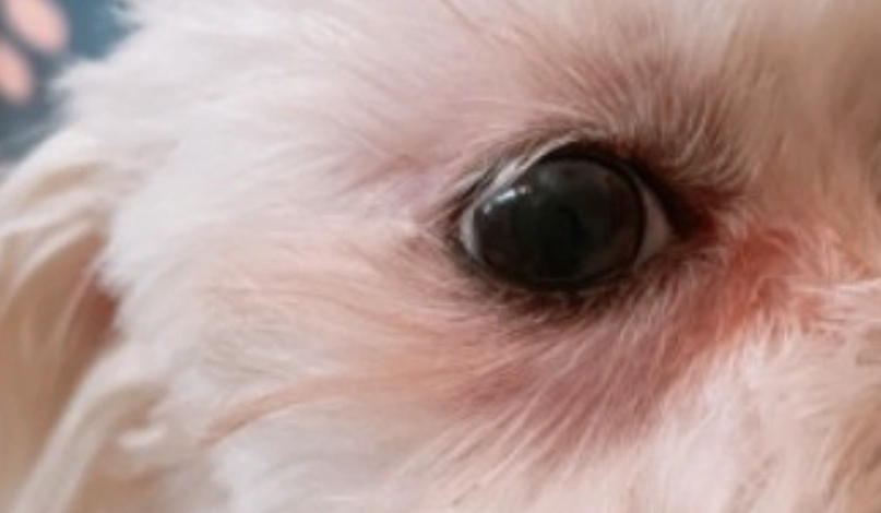 狗撞到眼睛處理