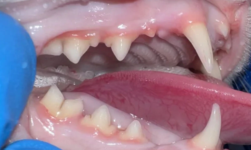 貓牙科疾病 貓牙科疾病