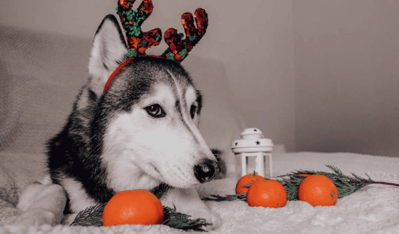 橘子對狗有害嗎 橘子對狗有害嗎