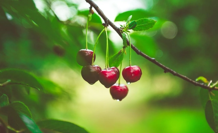 櫻桃 不能和什麼一起吃 櫻桃 不能和什麼一起吃