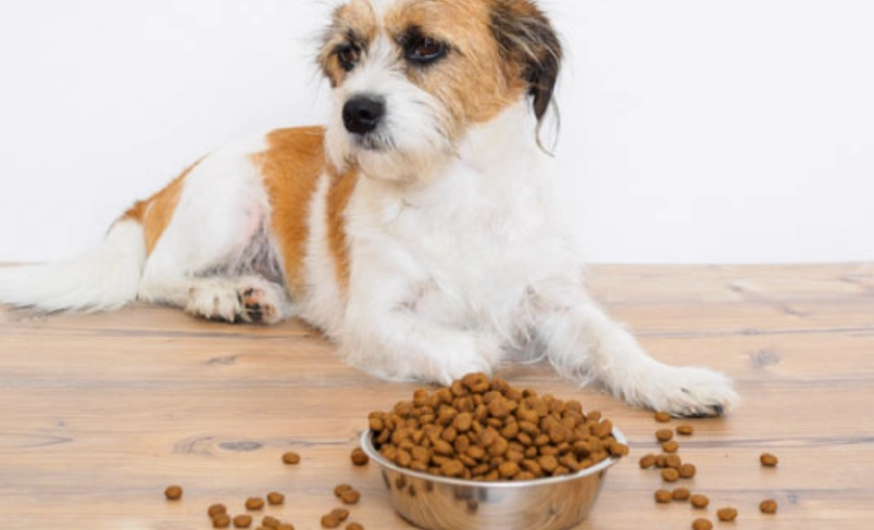 狗毛髮護理 狗毛髮護理