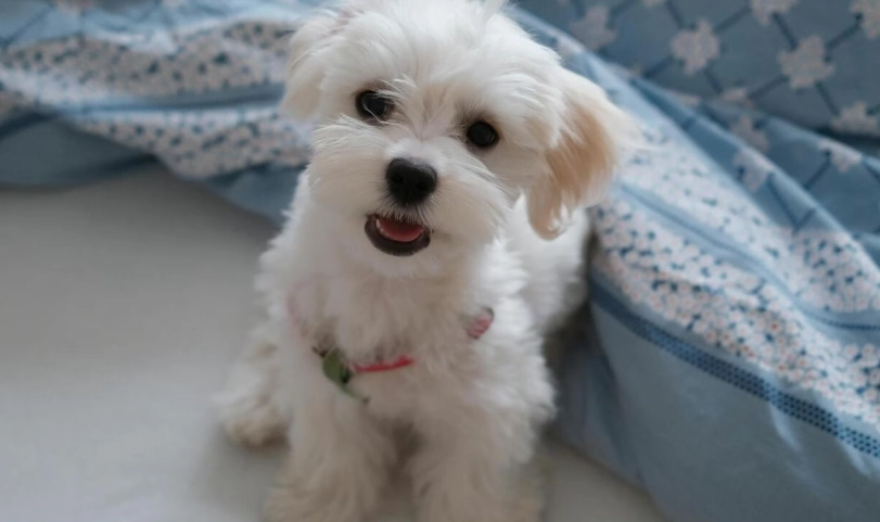 老年馬爾濟斯飲食 老年馬爾濟斯飲食