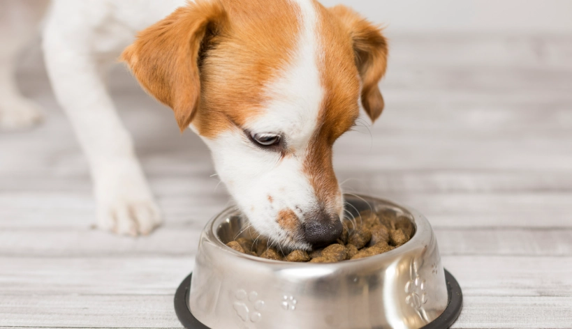 狗狗美毛食物 狗狗美毛食物
