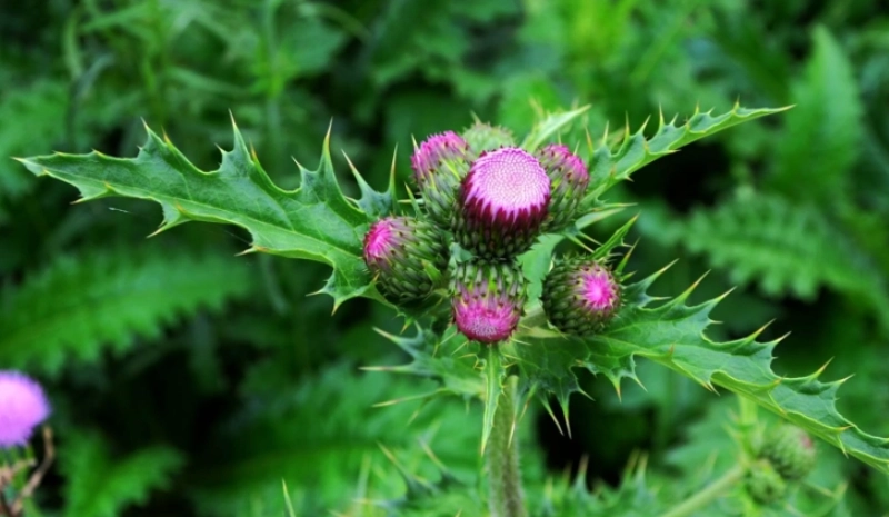 雞角刺怎麼吃 雞角刺怎麼吃