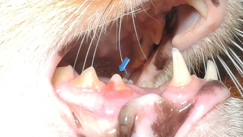 貓牙齒吸收治療 貓牙齒吸收治療