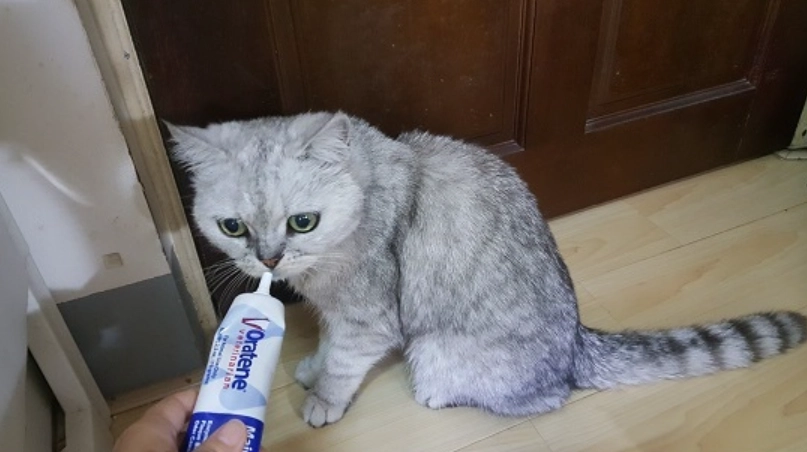 寵物潔牙零食推薦 寵物潔牙零食推薦