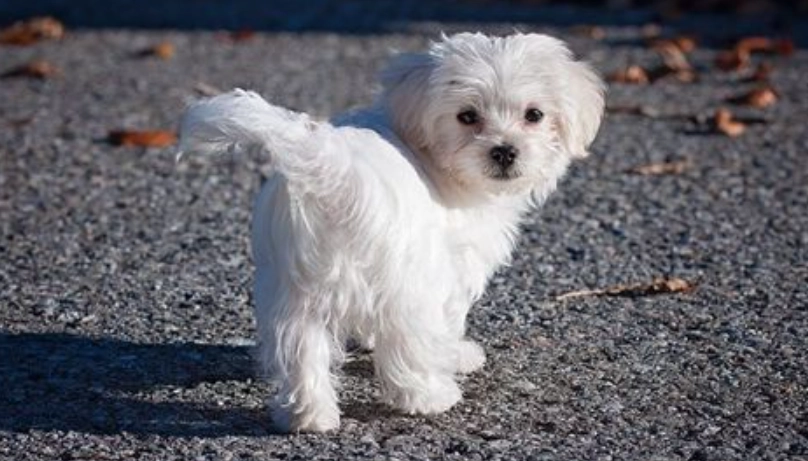 老年馬爾濟斯飲食 老年馬爾濟斯飲食