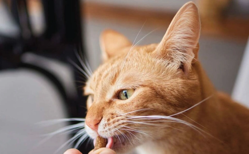 貓咪潔牙零食有用嗎