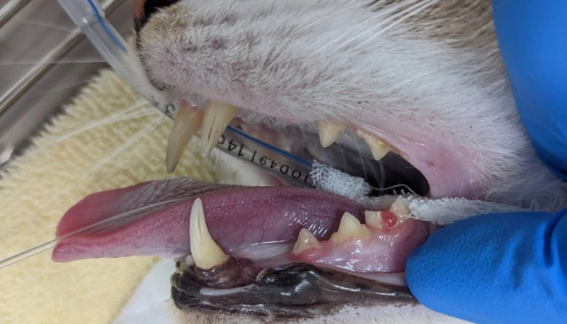 貓咪牙齒吸收症狀