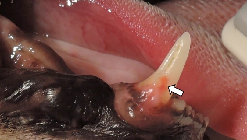 貓咪牙齒吸收症狀 貓咪牙齒吸收症狀