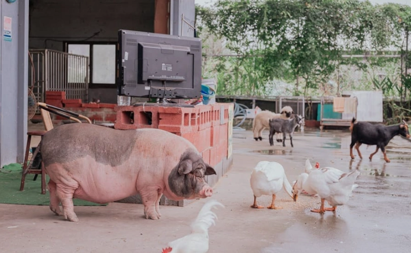 宜蘭帶狗農場 宜蘭帶狗農場