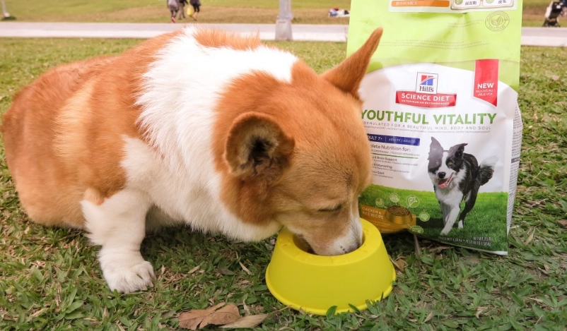 狗狗美毛食物 狗狗美毛食物