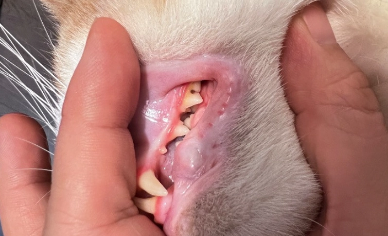 貓牙科疾病 貓牙科疾病