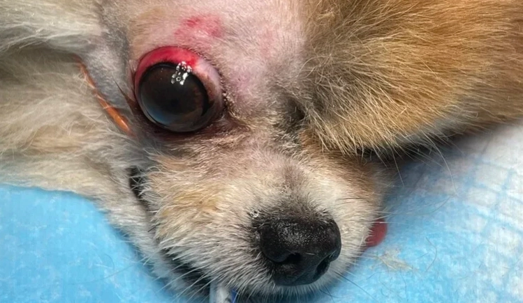 狗撞到眼睛處理