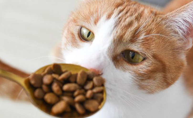 貓咪口腔保健 貓咪口腔保健