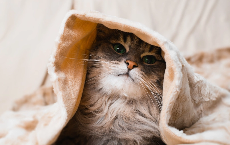 貓咪不喜歡的事