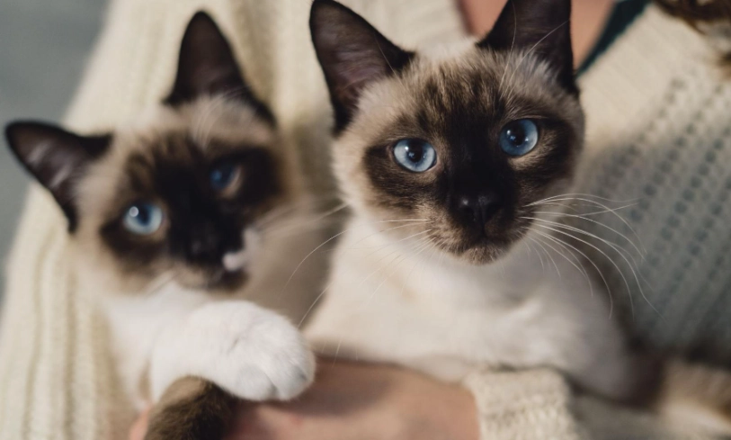 暹羅貓變色原因