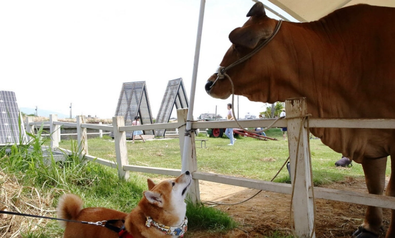 宜蘭寵物旅遊 宜蘭寵物旅遊