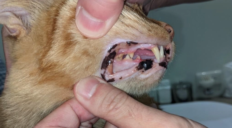 貓牙齒吸收治療 貓牙齒吸收治療