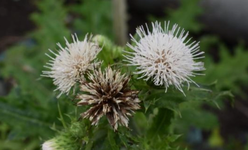 雞角刺禁忌 雞角刺禁忌