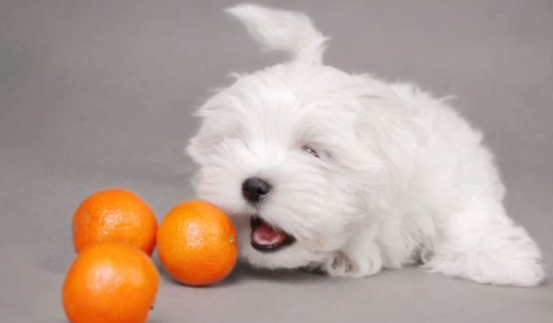 橘子對狗有害嗎 橘子對狗有害嗎