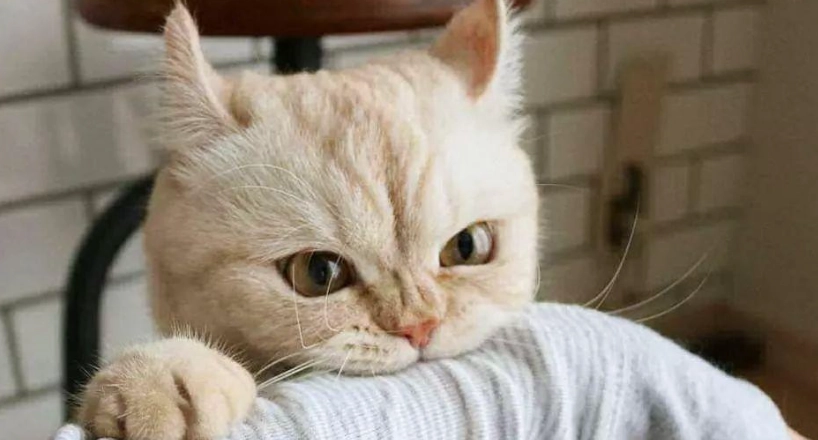 如何避免貓咪討厭