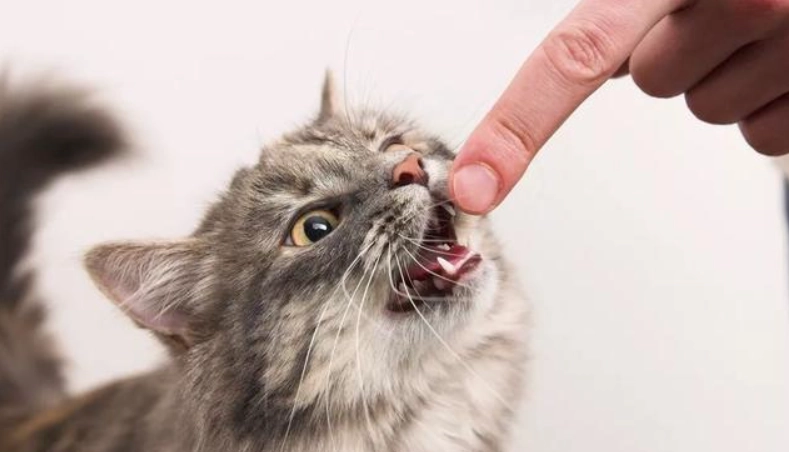 貓咪不喜歡的事