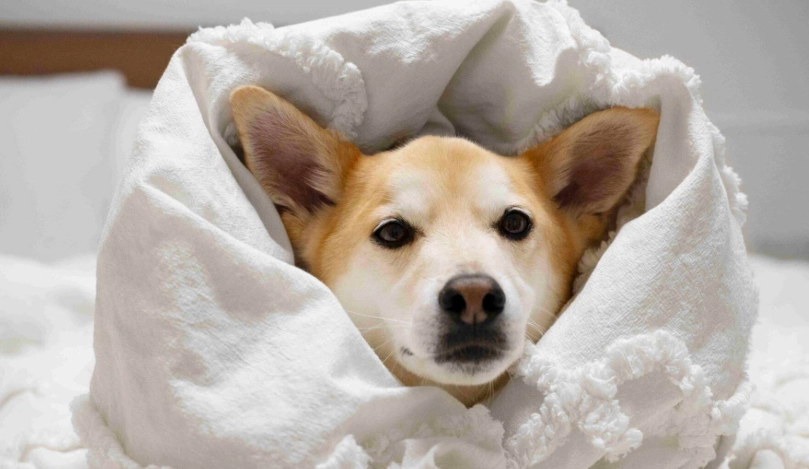 狗狗嘔吐白色泡沫