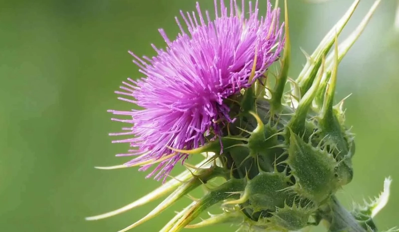 雞角刺禁忌 雞角刺禁忌