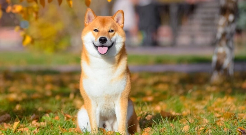 柴犬幾公斤算胖？體重標準、計算公式與健康管理全攻略