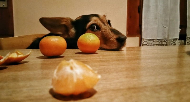 橘子對狗有害嗎 橘子對狗有害嗎