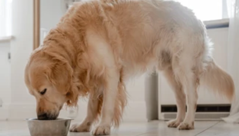 黃金獵犬可以吃什麼