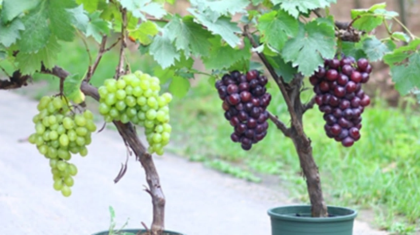 台灣葡萄栽培技術