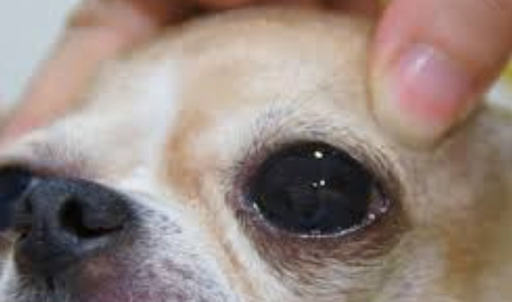狗狗角膜受傷