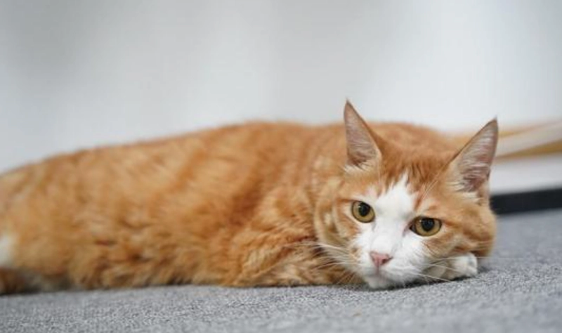 貓咪吐白沫危險嗎