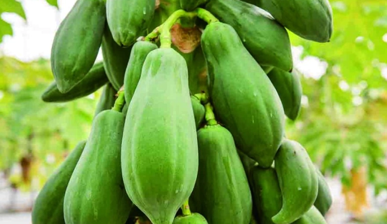 青木瓜沙拉 台灣