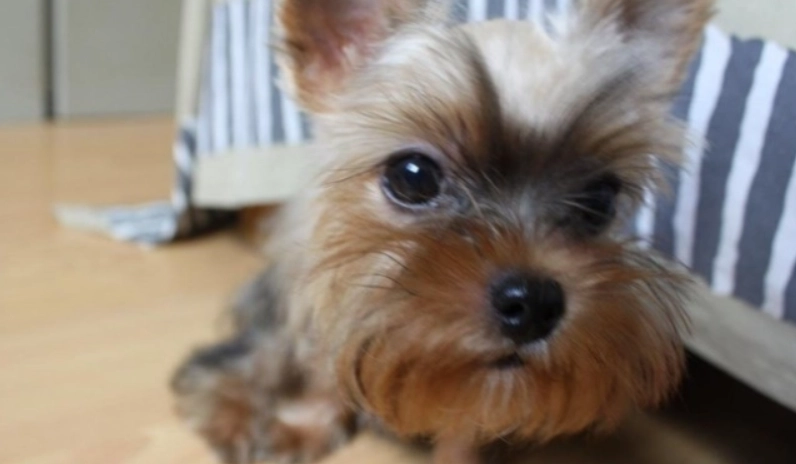 公狗結紮後照顧