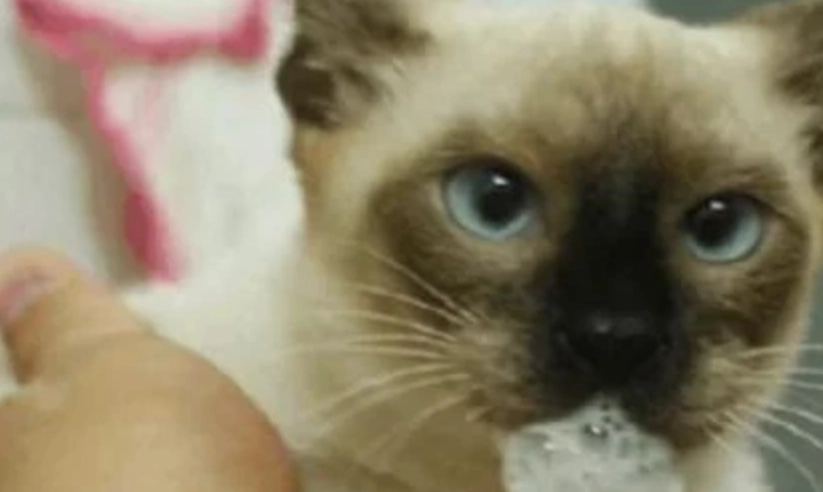 貓咪吐白色泡沫