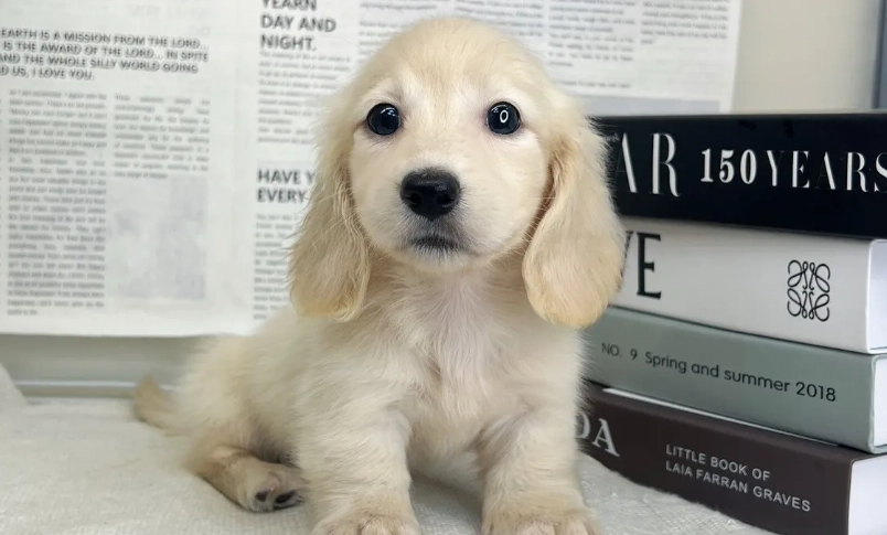 迷你臘腸狗飼養