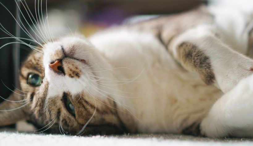 貓咪的行為模式