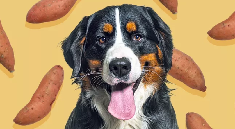 狗可以每天吃地瓜嗎